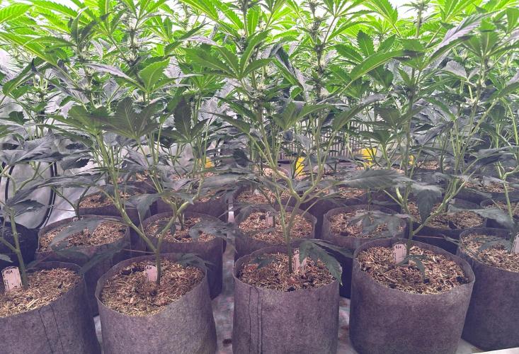 Papaya Cake CloneOnly LS DryAmend Run #1. Week 7