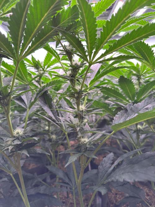 Papaya Cake CloneOnly LS DryAmend Run #1. Week 7