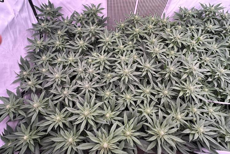 Papaya Cake CloneOnly LS DryAmend Run #1. Week 7