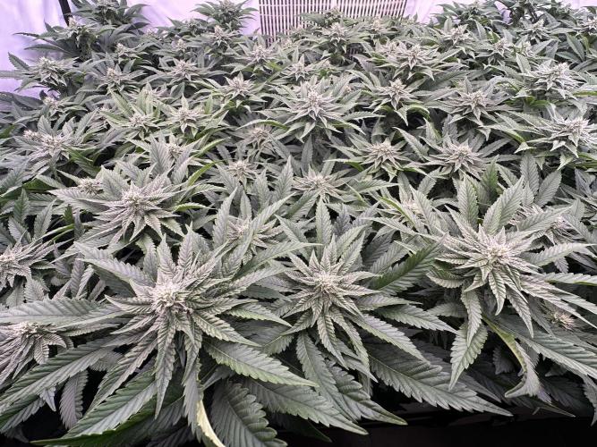 Papaya Cake CloneOnly LS DryAmend Run #1. Week 8