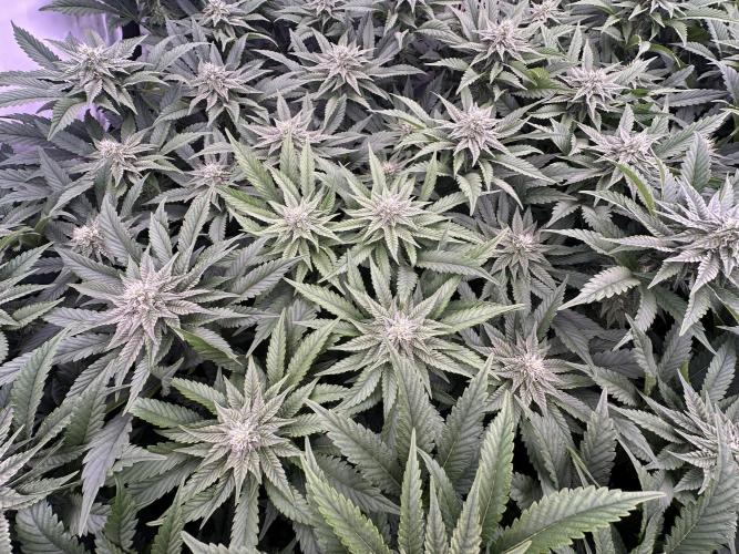 Papaya Cake CloneOnly LS DryAmend Run #1. Week 8