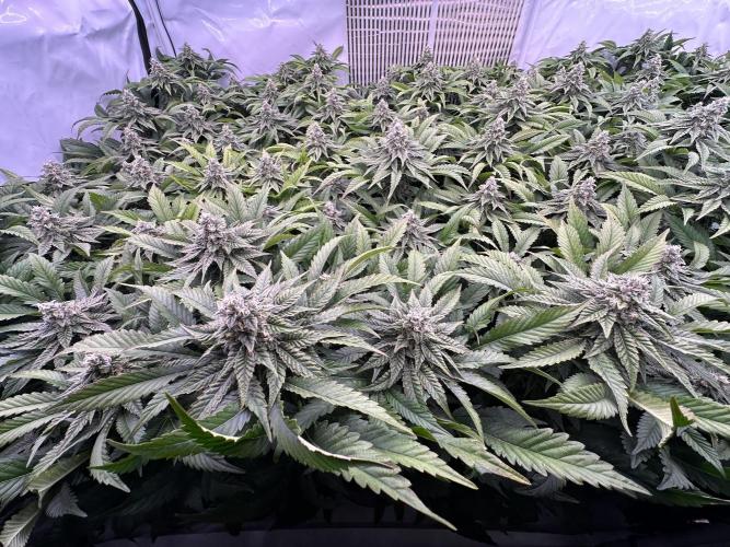 Papaya Cake CloneOnly LS DryAmend Run #1. Week 10