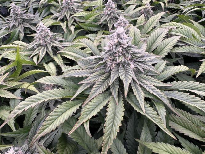 Papaya Cake CloneOnly LS DryAmend Run #1. Week 10