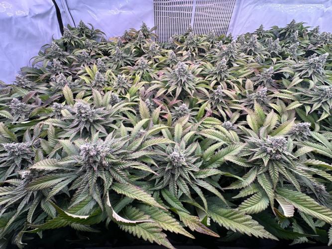 Papaya Cake CloneOnly LS DryAmend Run #1. Week 11