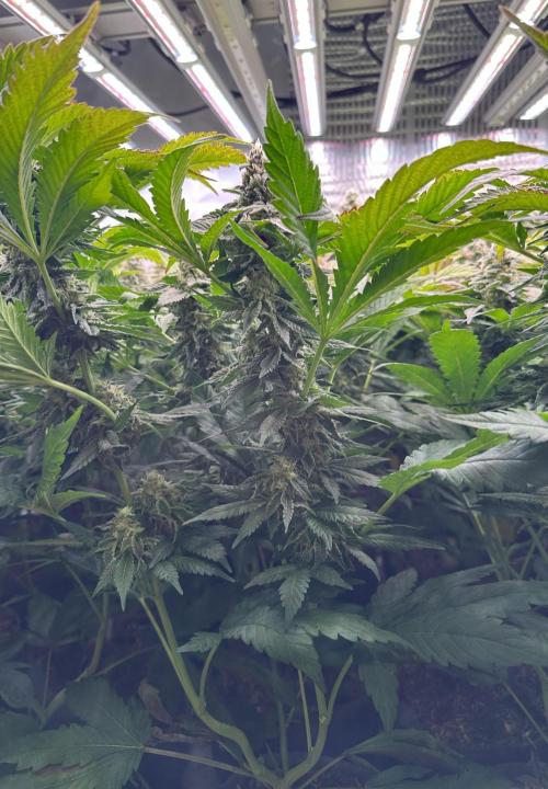 Papaya Cake CloneOnly LS DryAmend Run #1. Week 11