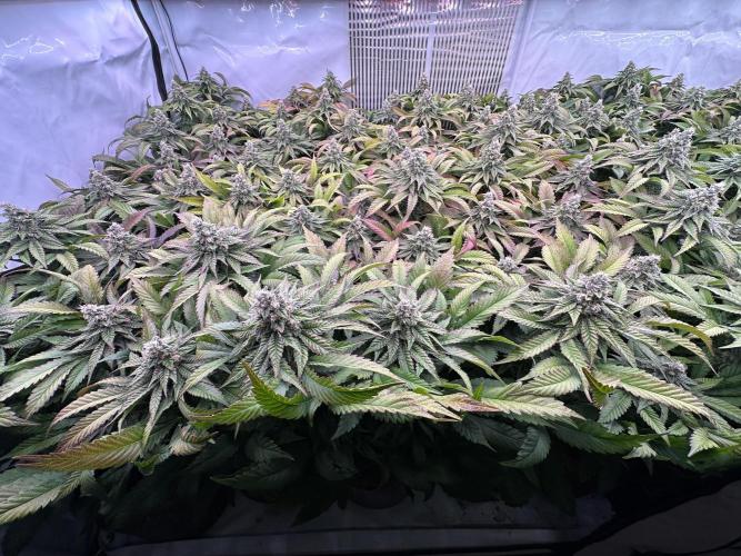 Papaya Cake CloneOnly LS DryAmend Run #1. Week 11