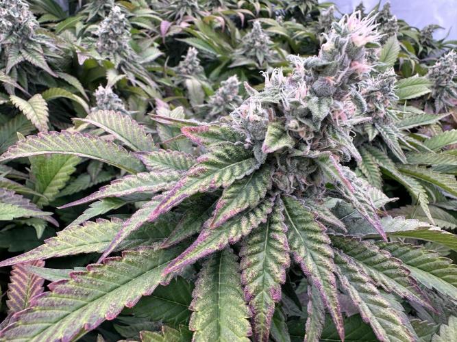 Papaya Cake CloneOnly LS DryAmend Run #1. Week 11