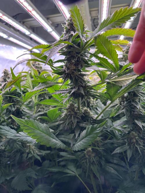 Papaya Cake CloneOnly LS DryAmend Run #1. Week 11