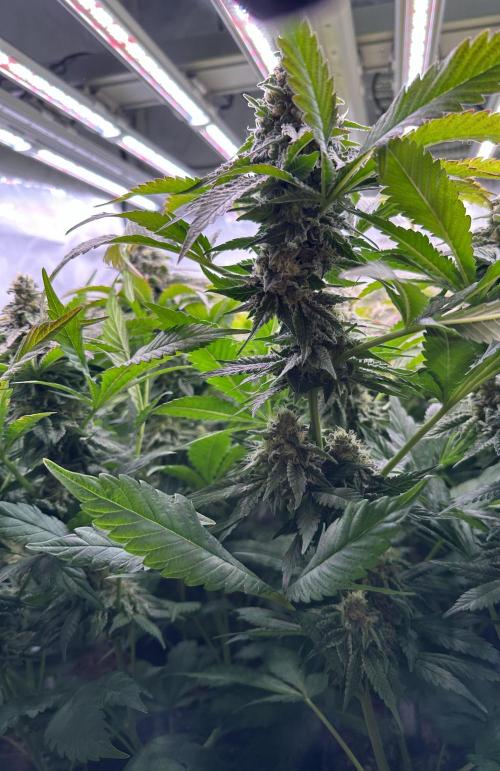 Papaya Cake CloneOnly LS DryAmend Run #1. Week 11