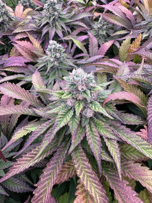 Papaya Cake CloneOnly LS DryAmend Run #1. Week 12