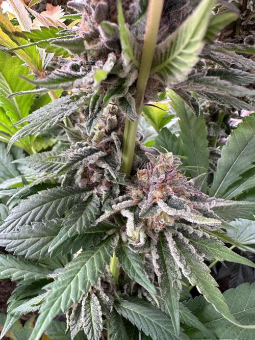 Papaya Cake CloneOnly LS DryAmend Run #1. Week 12