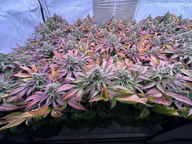 Papaya Cake CloneOnly LS DryAmend Run #1. Week 12