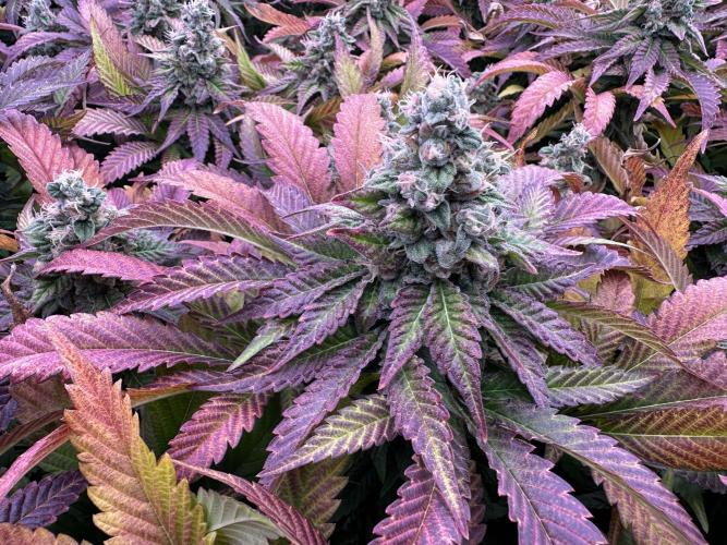 Papaya Cake CloneOnly LS DryAmend Run #1. Week 12