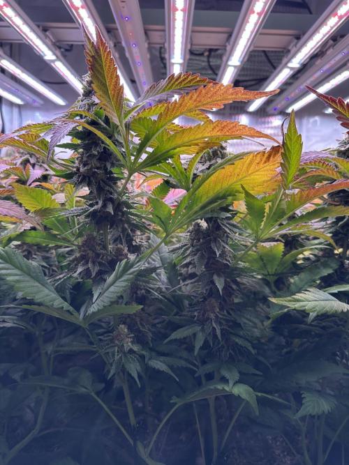 Papaya Cake CloneOnly LS DryAmend Run #1. Week 12