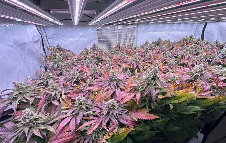 Papaya Cake CloneOnly LS DryAmend Run #1. Week 13