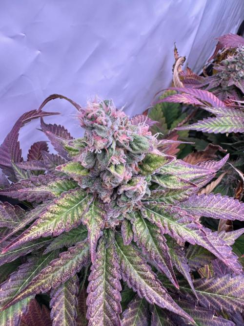 Papaya Cake CloneOnly LS DryAmend Run #1. Week 13