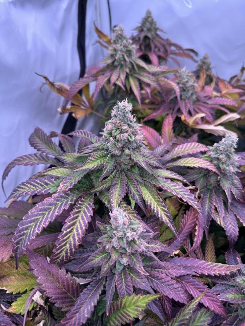 Papaya Cake CloneOnly LS DryAmend Run #1. Week 13