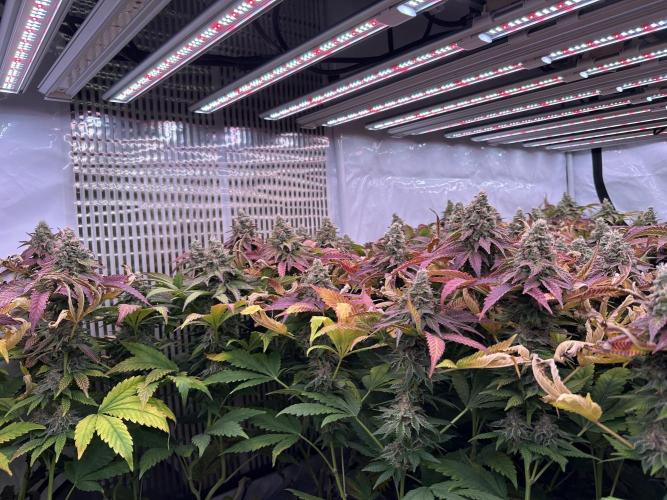 Papaya Cake CloneOnly LS DryAmend Run #1. Week 13