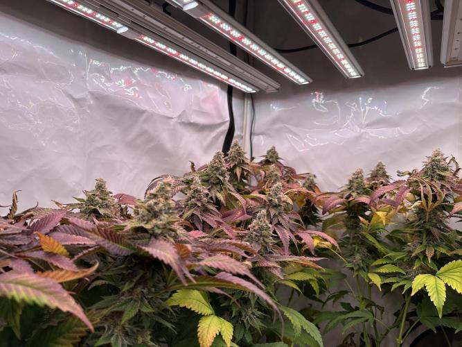 Papaya Cake CloneOnly LS DryAmend Run #1. Week 13