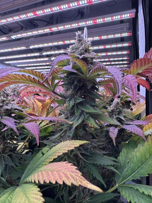 Papaya Cake CloneOnly LS DryAmend Run #1. Week 13