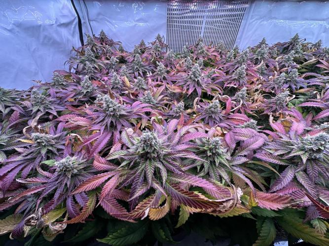 Papaya Cake CloneOnly LS DryAmend Run #1. Week 13