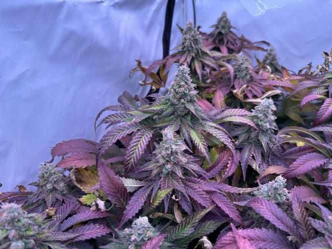 Papaya Cake CloneOnly LS DryAmend Run #1. Week 13