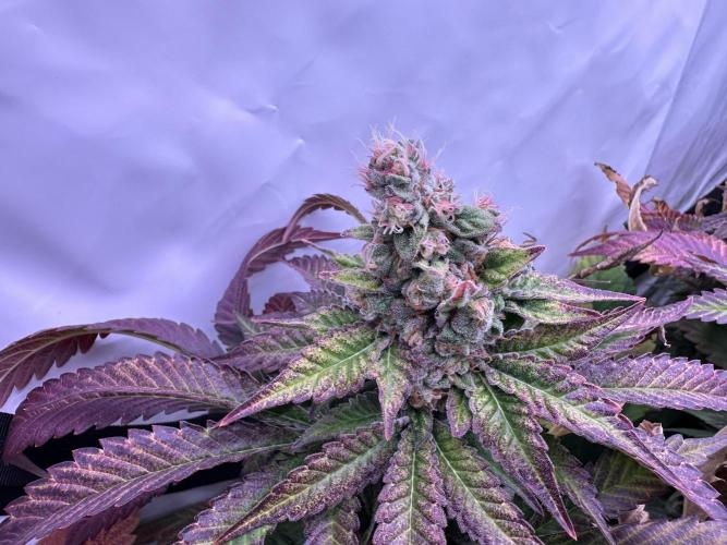 Papaya Cake CloneOnly LS DryAmend Run #1. Week 13