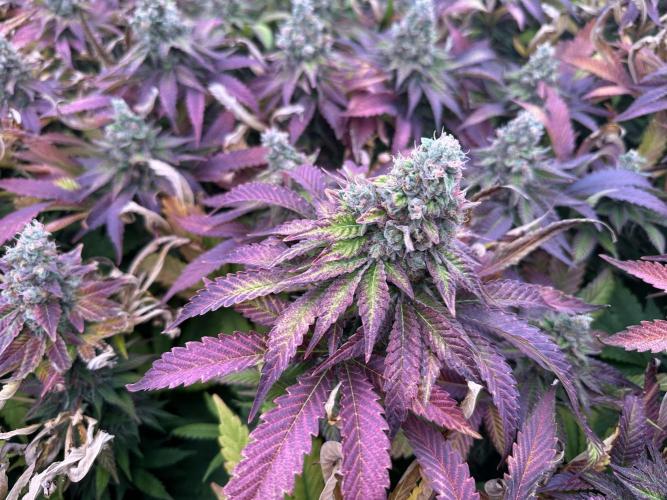 Papaya Cake CloneOnly LS DryAmend Run #1. Week 13