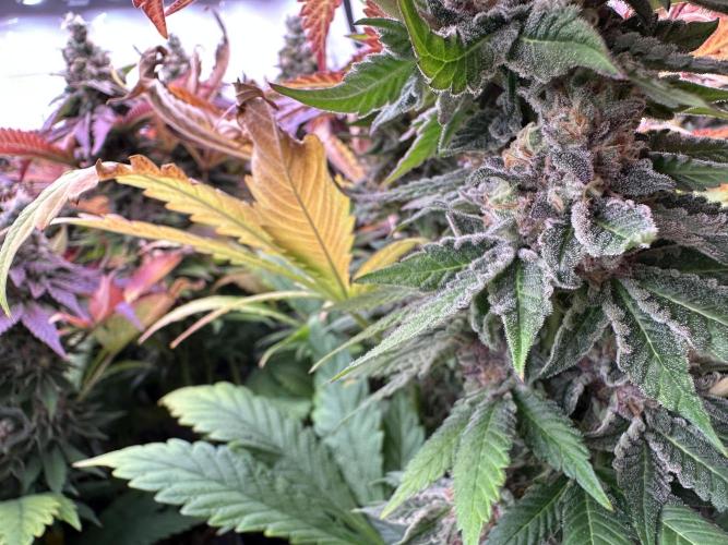 Papaya Cake CloneOnly LS DryAmend Run #1. Week 13