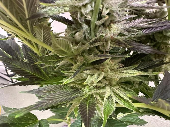 Papaya Cake CloneOnly LS DryAmend Run #1. Week 13