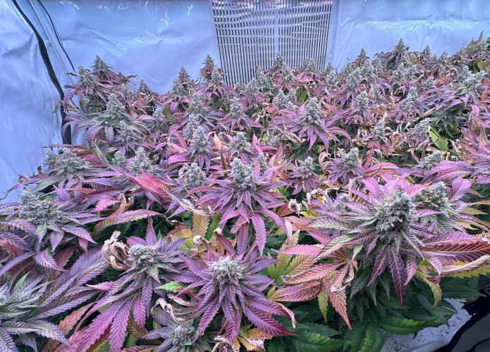 Papaya Cake CloneOnly LS DryAmend Run #1. Week 13