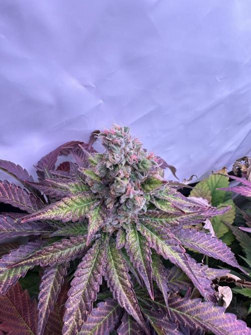 Papaya Cake CloneOnly LS DryAmend Run #1. Week 13