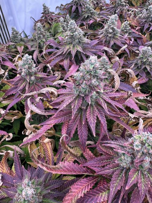 Papaya Cake CloneOnly LS DryAmend Run #1. Week 13