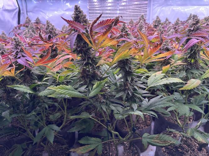 Papaya Cake CloneOnly LS DryAmend Run #1. Week 13