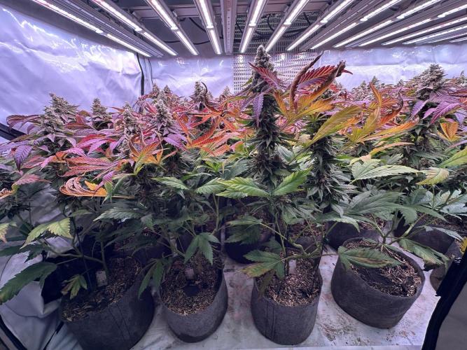 Papaya Cake CloneOnly LS DryAmend Run #1. Week 13