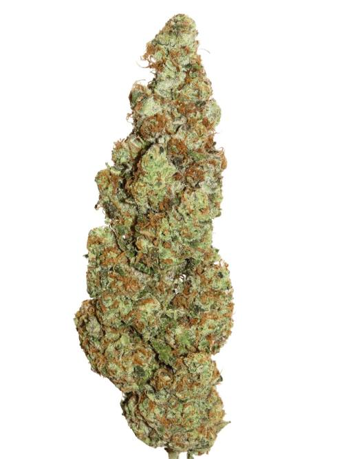 Papaya Cake CloneOnly LS DryAmend Run #1. Week 14