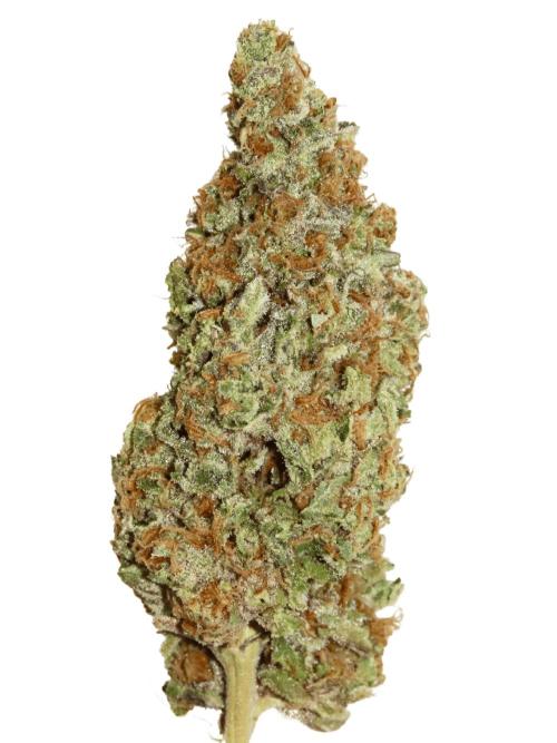 Papaya Cake CloneOnly LS DryAmend Run #1. Week 14