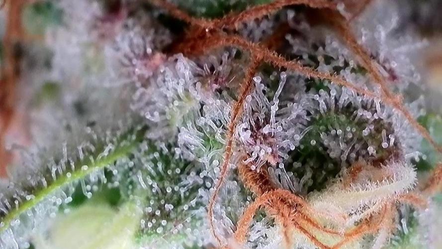 Papaya Cake CloneOnly LS DryAmend Run #1. Week 13