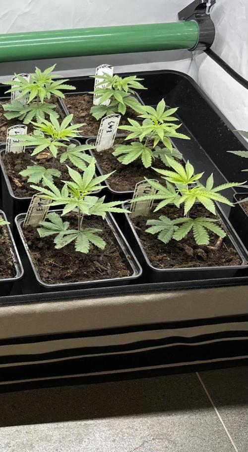 Easy Money Keeper Hunt LS Run #1. Week 1