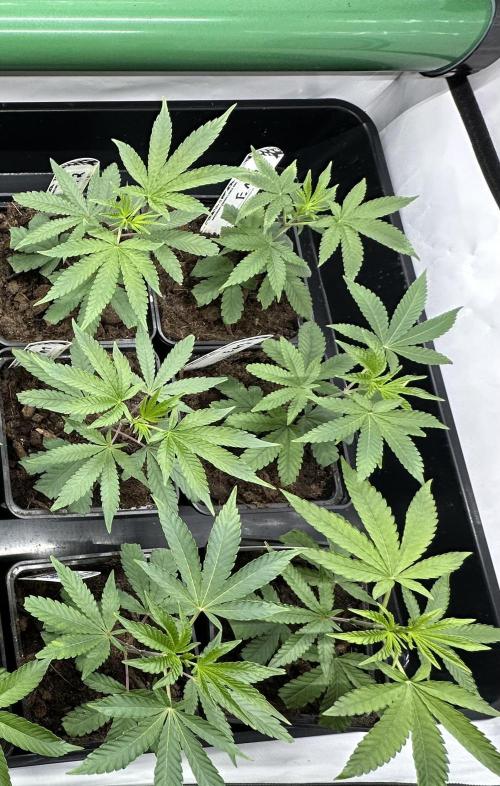 Easy Money Keeper Hunt LS Run #1. Week 1