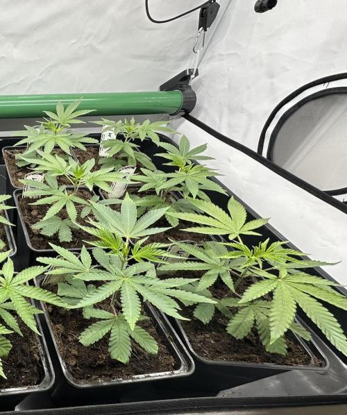 Easy Money Keeper Hunt LS Run #1. Week 1