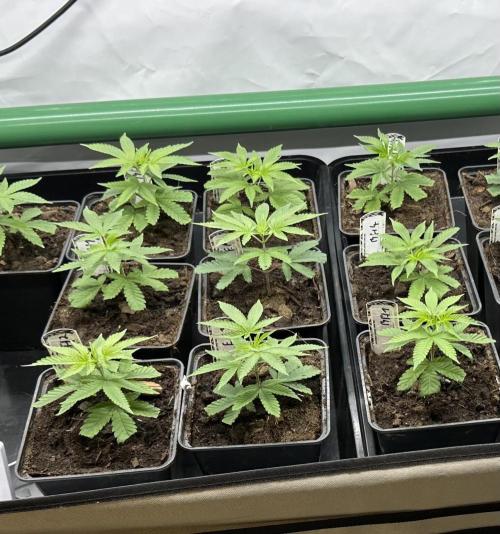 Blue Honey Keeper Hunt LS Run #1. Week 1