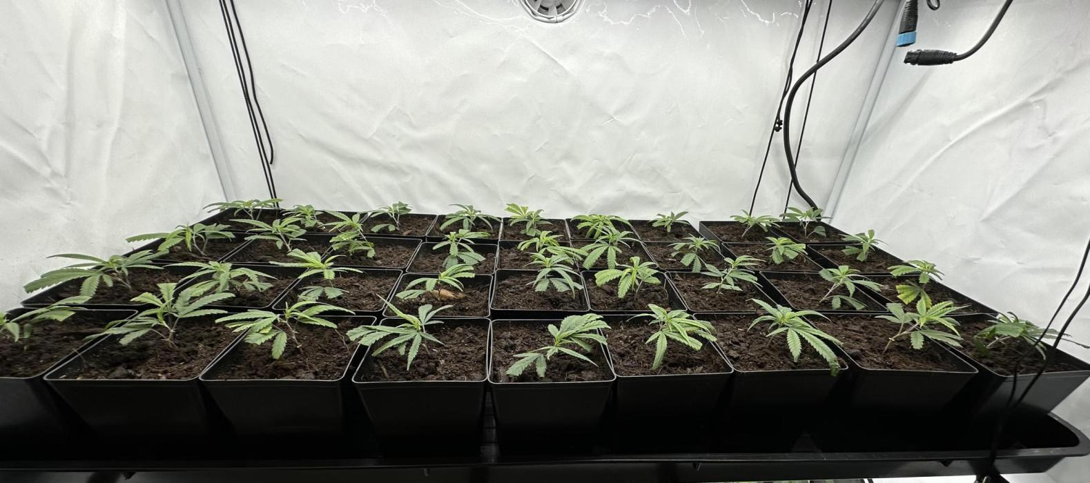 Amnesia CloneOnly LS DryAmend Run #1. Week 1