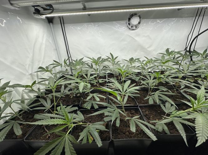 Amnesia CloneOnly LS DryAmend Run #1. Week 2