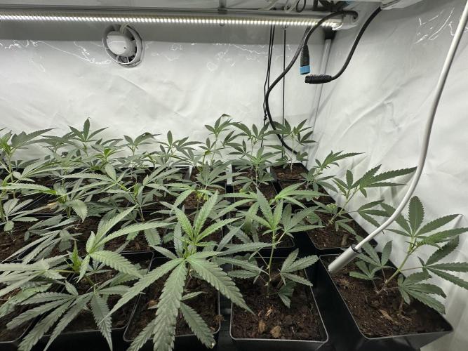 Amnesia CloneOnly LS DryAmend Run #1. Week 2