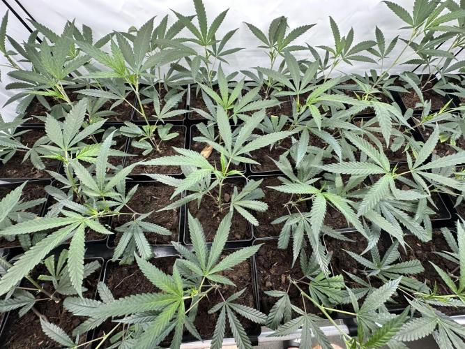 Amnesia CloneOnly LS DryAmend Run #1. Week 2