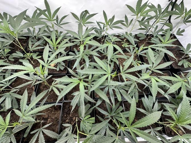 Amnesia CloneOnly LS DryAmend Run #1. Week 2