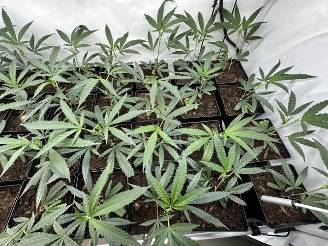 Amnesia CloneOnly LS DryAmend Run #1. Week 2