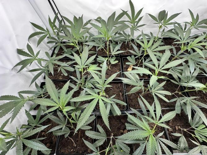 Amnesia CloneOnly LS DryAmend Run #1. Week 2