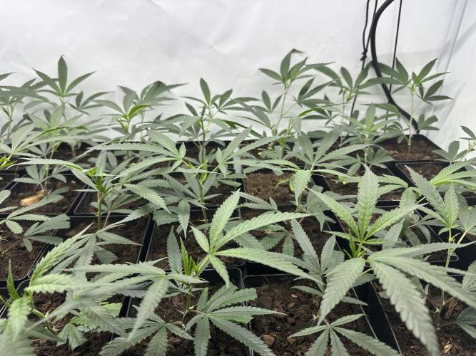 Amnesia CloneOnly LS DryAmend Run #1. Week 2